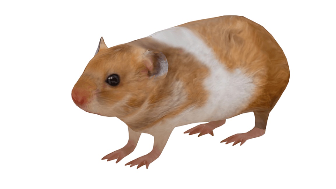 Hamster 3D